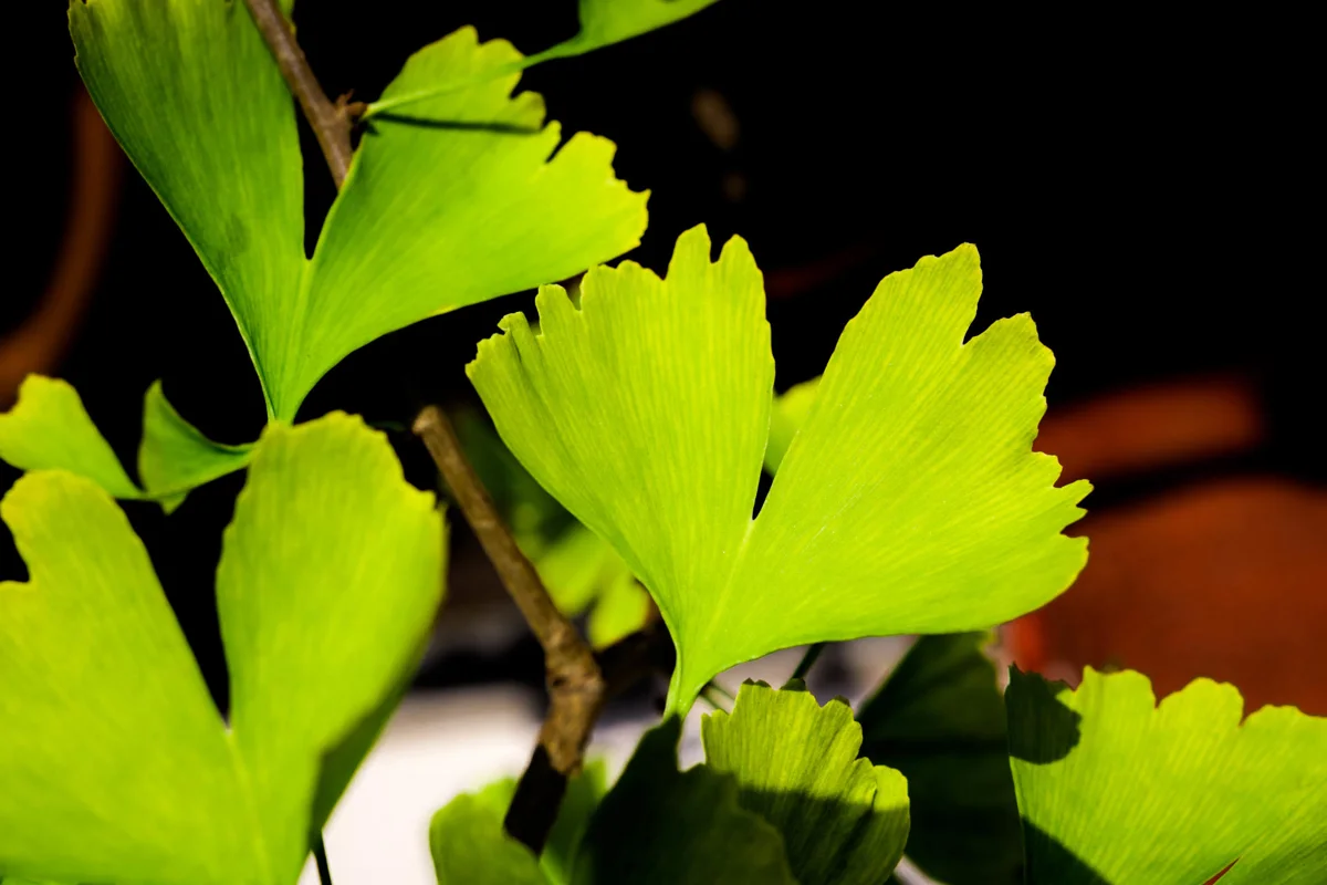 What are the 7 Holy Herbs?